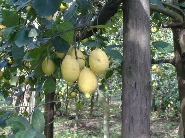 Azienda Agricola Veniero Piano di Sorrento Exterior foto